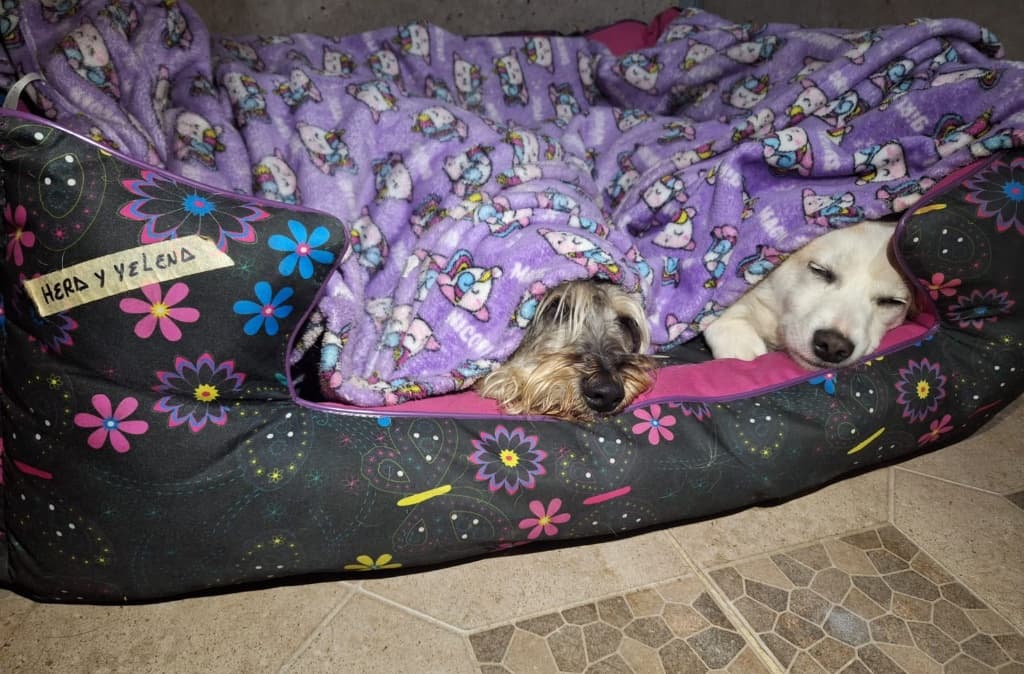 Hotel Canino