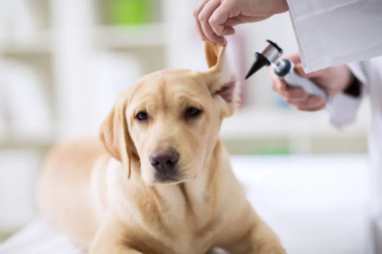 Atención Veterinaria