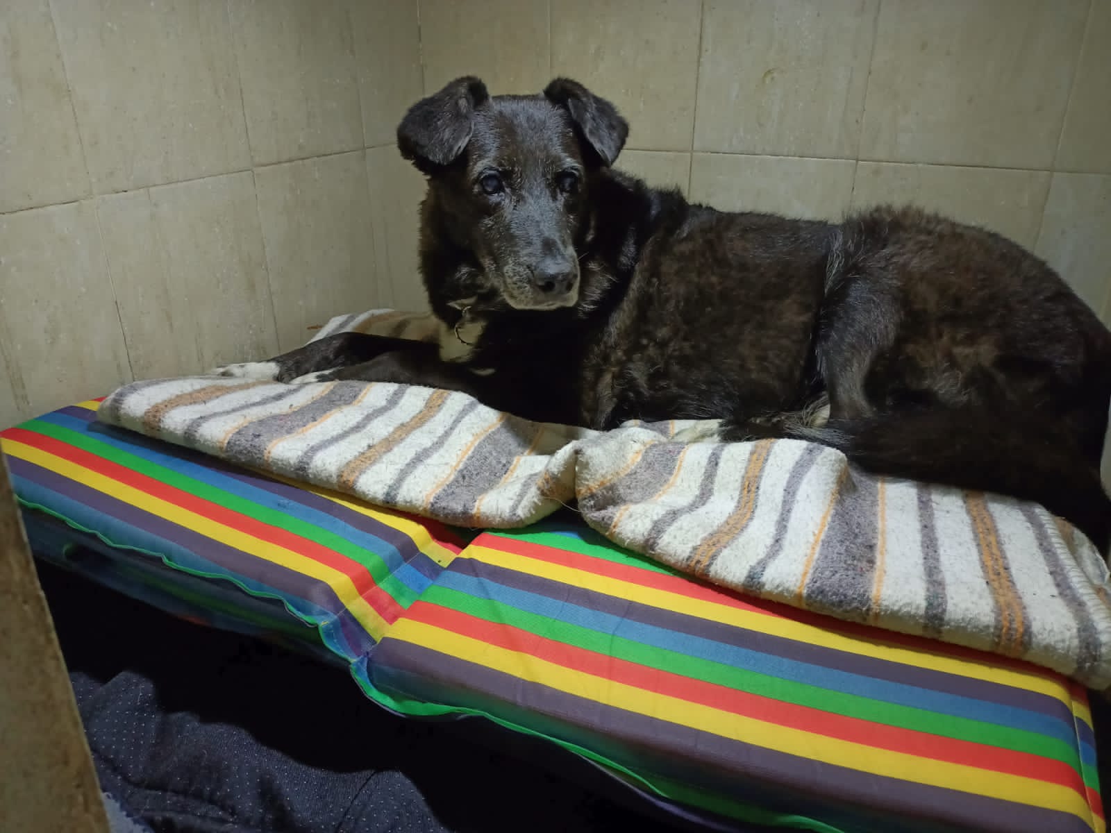 Perritos felices